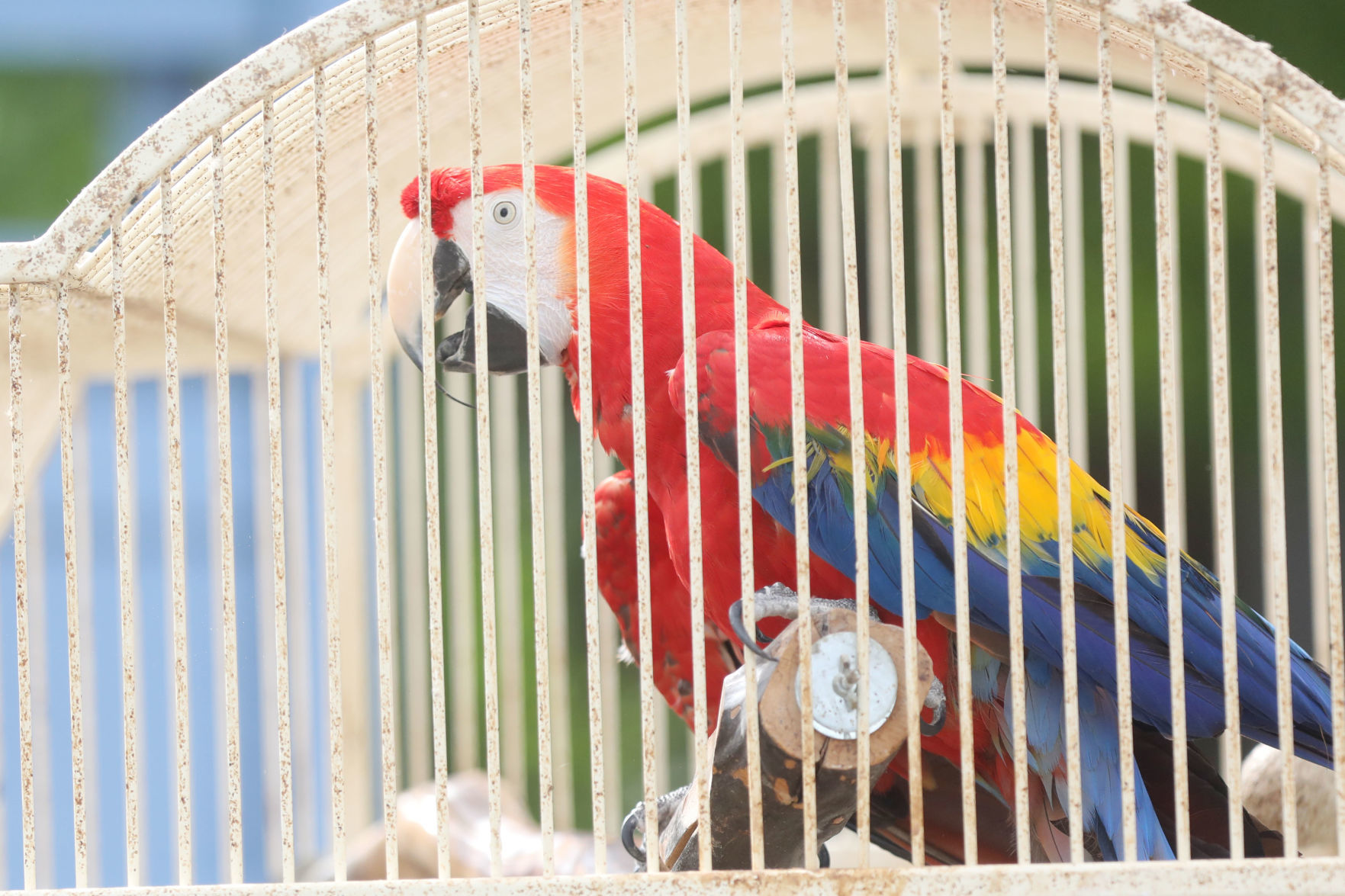 Animal Rescue